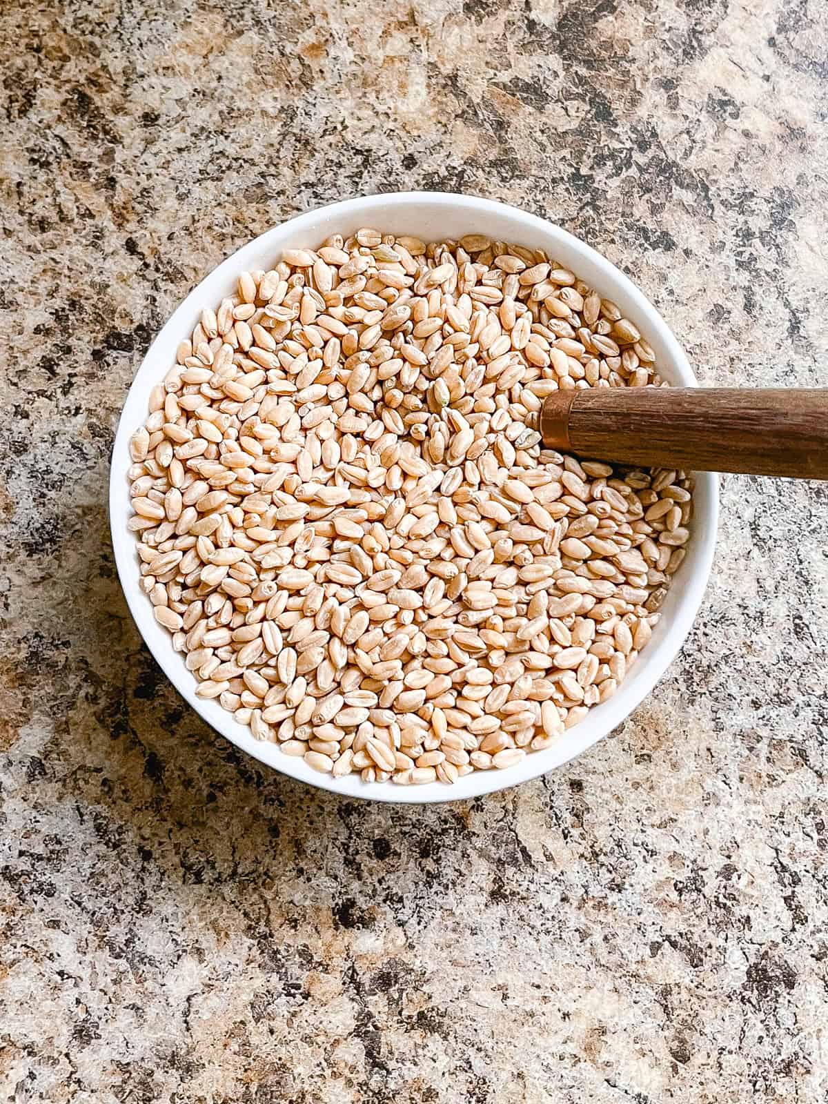 A bowl of whole grains, ready to go in the mill.