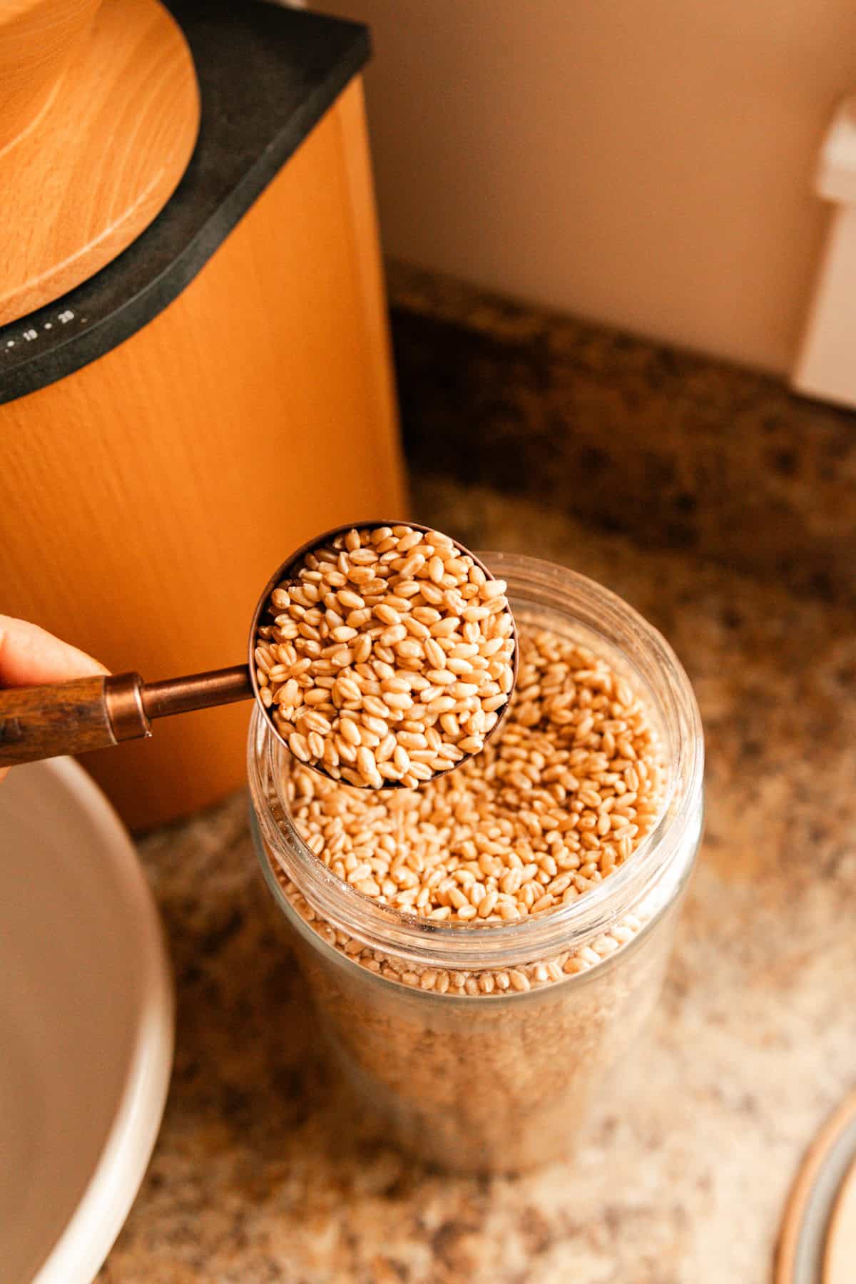 Scooping a measuring cup of wheat berries out of a canister.