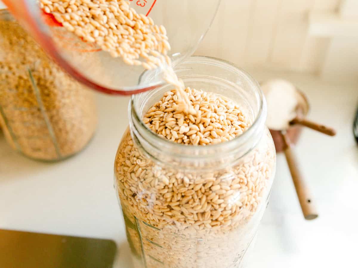 Pouring wheat berries into a large glass jar.