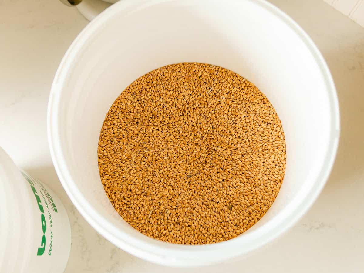 Looking down into a white bucket of wheat berries.